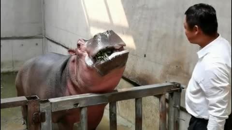 Hippos