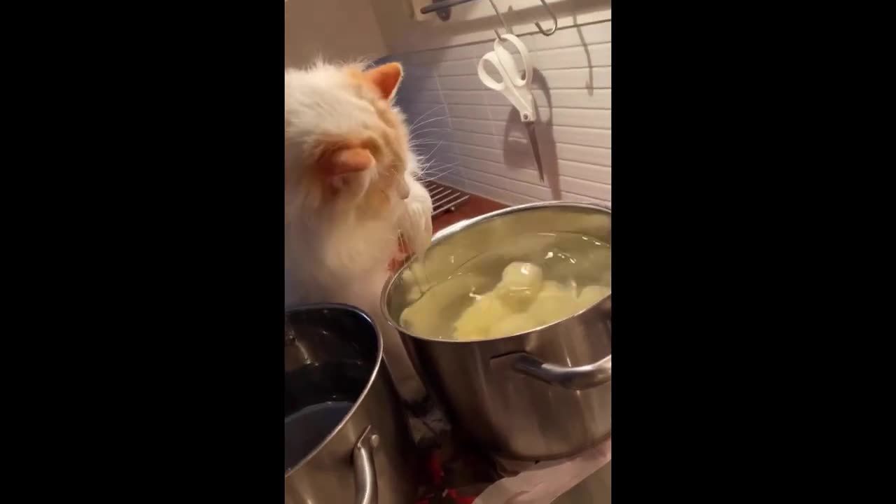 funny cats & dogs videos