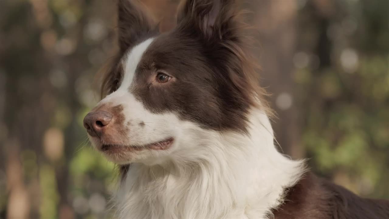 Smiling dog