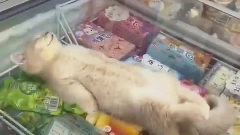 cat keeping cool on the ice cream freezer.