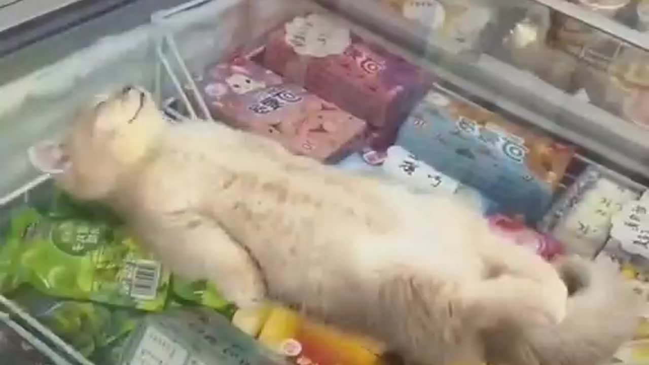 cat keeping cool on the ice cream freezer.