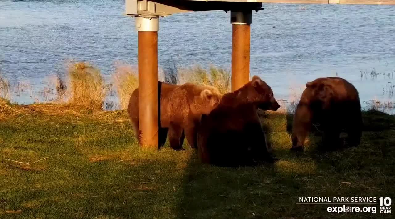 bear boys playing around