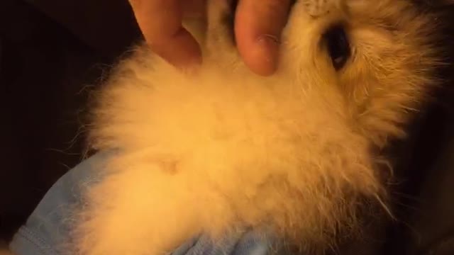 Pomeranian barks for the first time