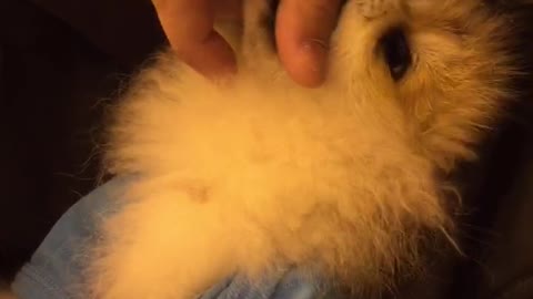 Pomeranian barks for the first time