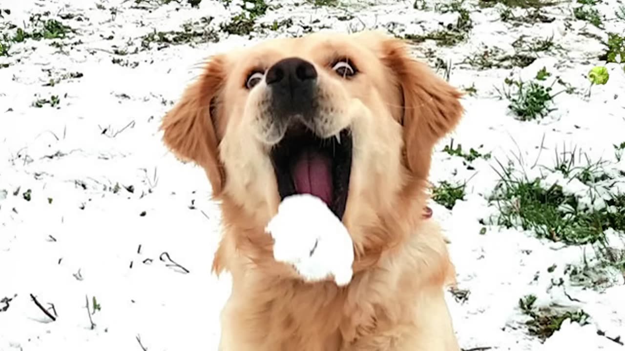 When Your Dogs React to First Snow