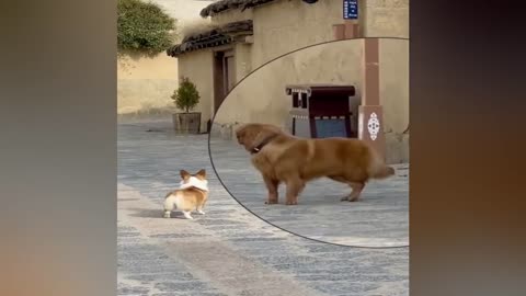 New Funny Videos 2023 😍 Cutest Cats and Dogs 🐱🐶