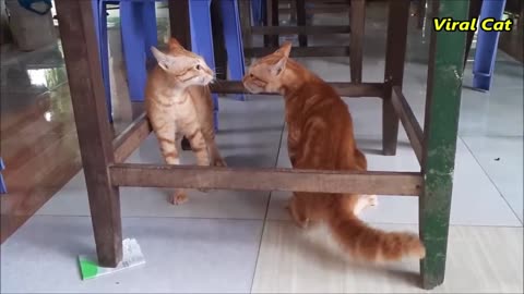 Viral cats fighting video|| New cats funny video