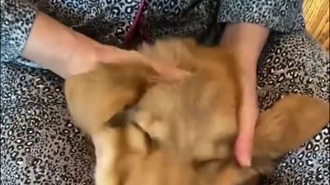 A dog enjoying a massage