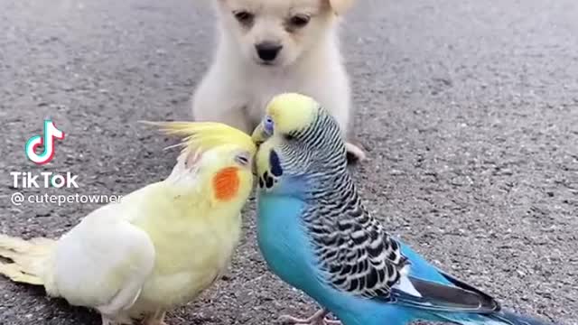 Puppy Jealous of the parrot couple