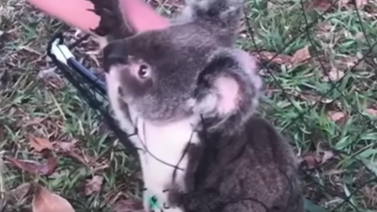 Humans Free Koala from Wire: Adorable Footage