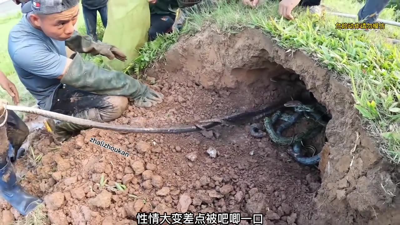 MANY DANGEROUS SNAKES TOGETHER
