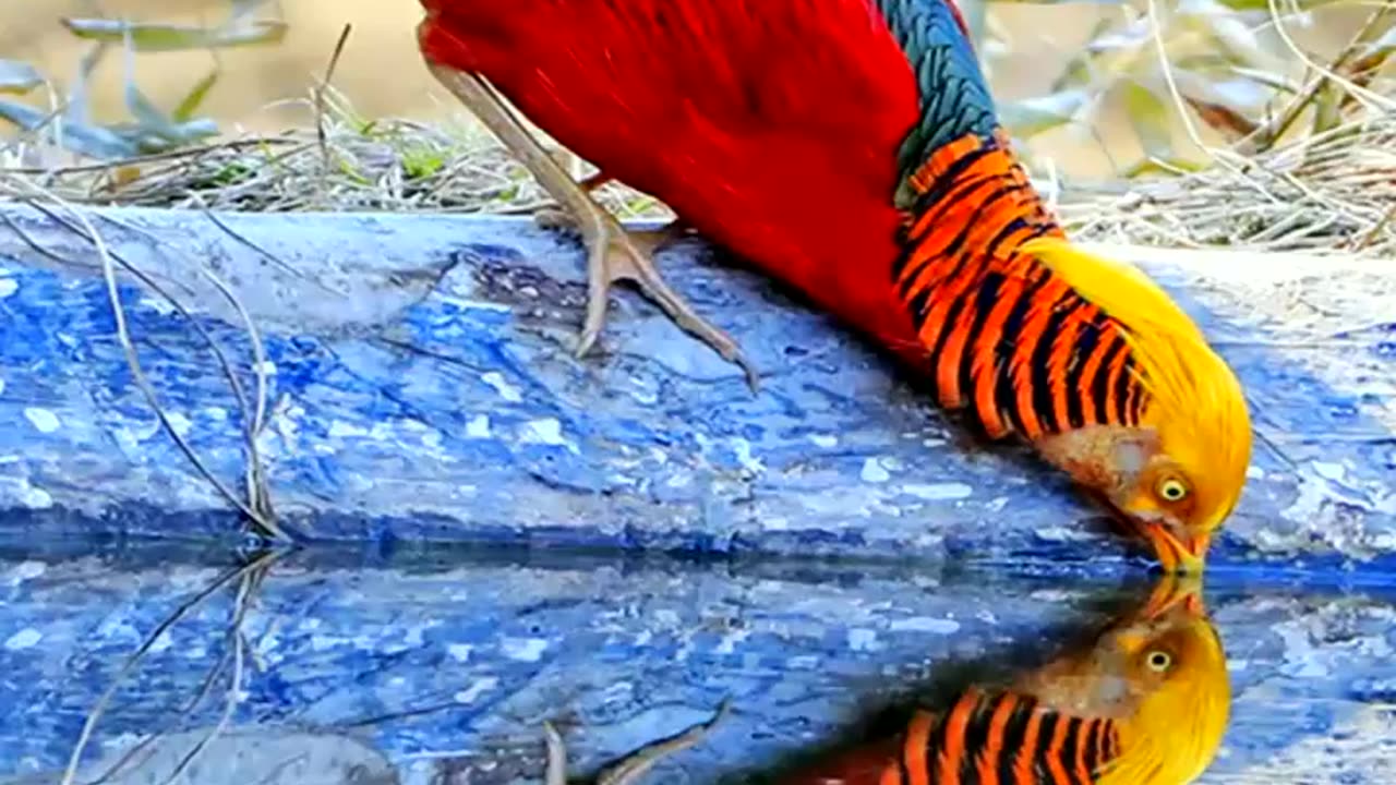 Beautiful bird natural