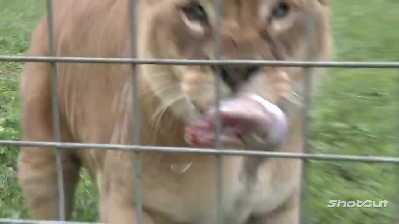 Tiger angry vs lion angry |