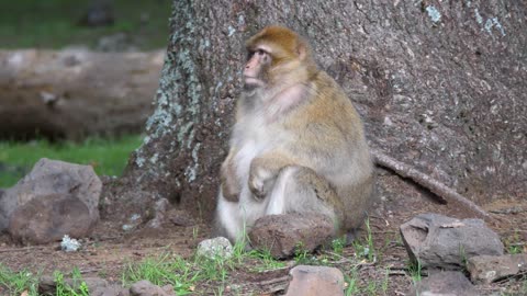 Ape looking for food