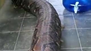 COBRA GIGANTE INVADIU CASA