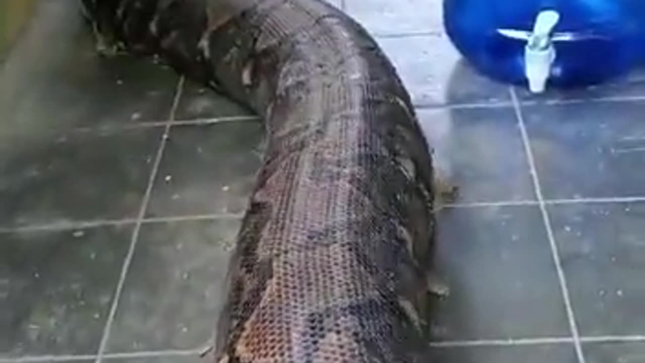 COBRA GIGANTE INVADIU CASA