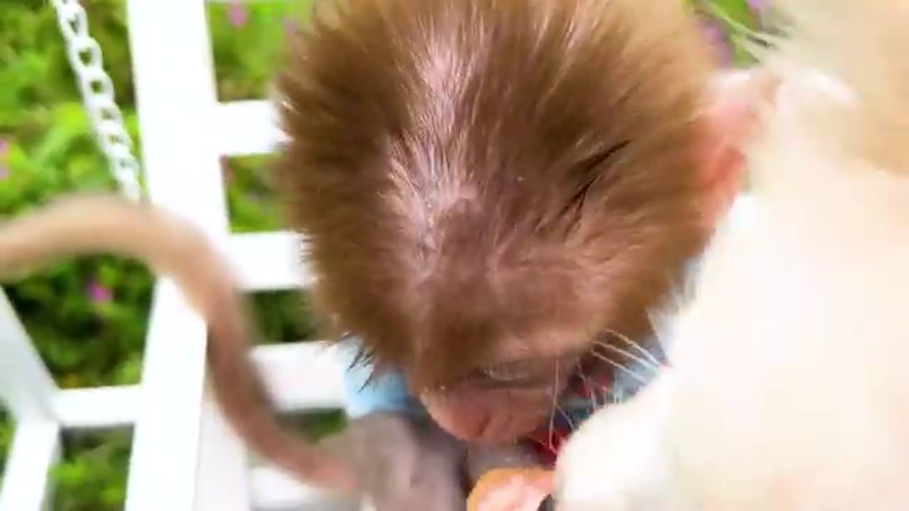 Baby Monkey Playing In Bathroom.