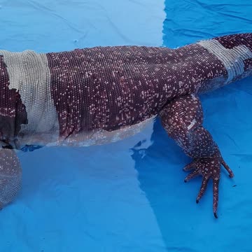 Tegu Going For A Swim