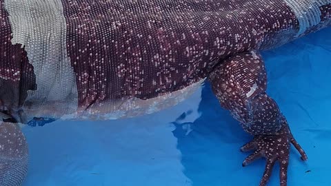 Tegu Going For A Swim