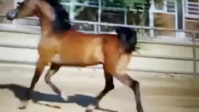 Look at the legs on this horse