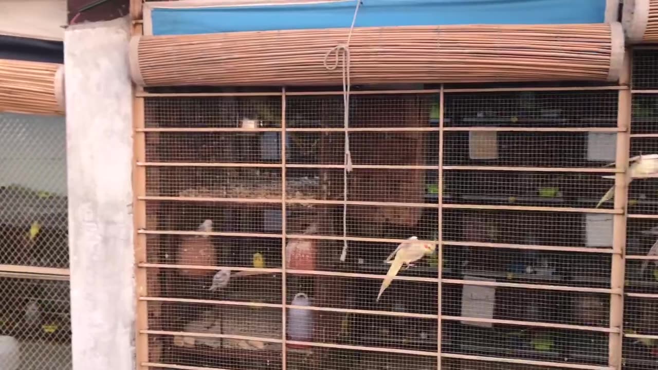 Beautiful birds cage #subscribe #viral