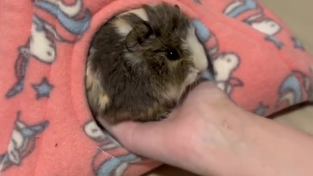 POV you're baby Guinea pig has attachment issues