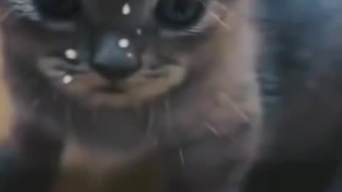 Cat Fight part-2 #funny videos