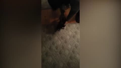 funny cats compilation