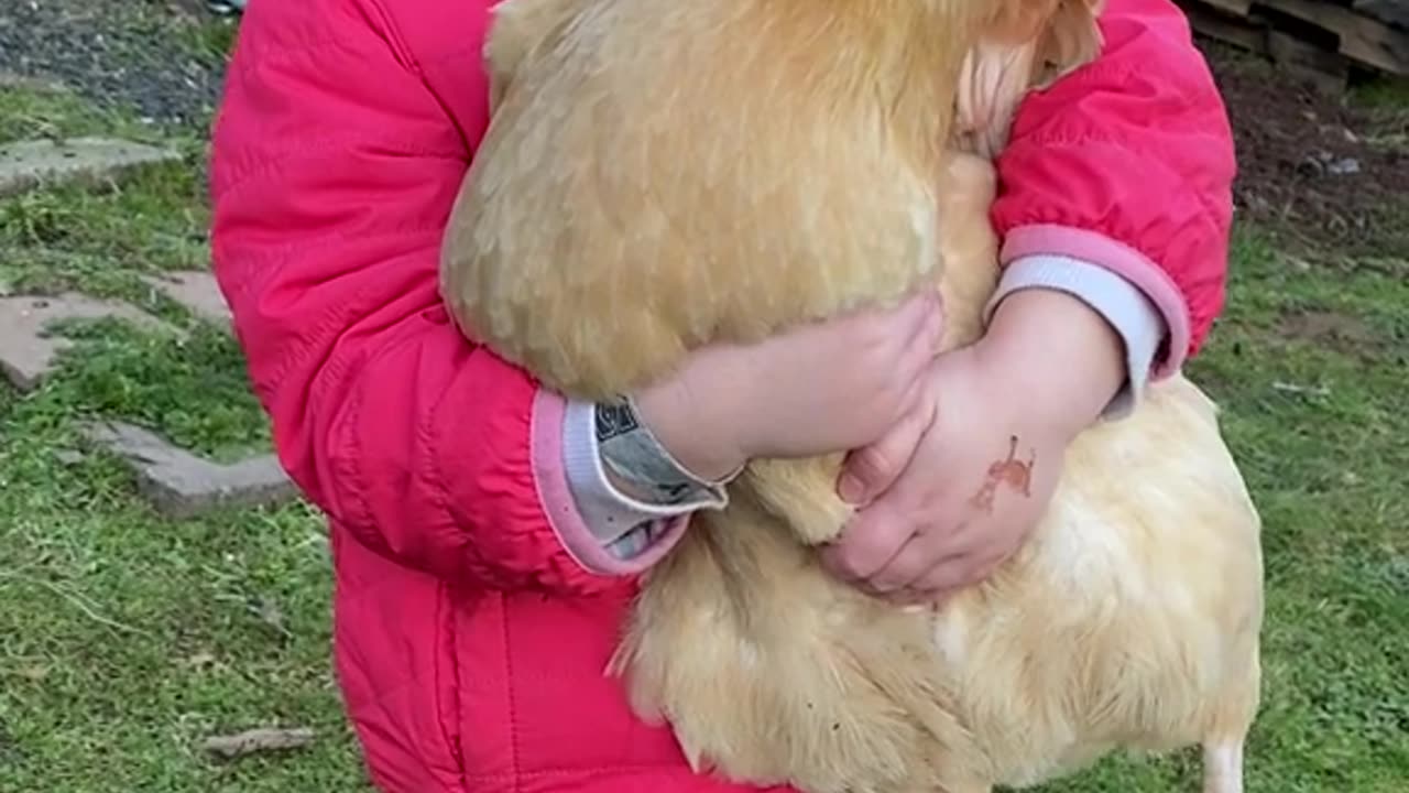 This Toddler Loves Chickens