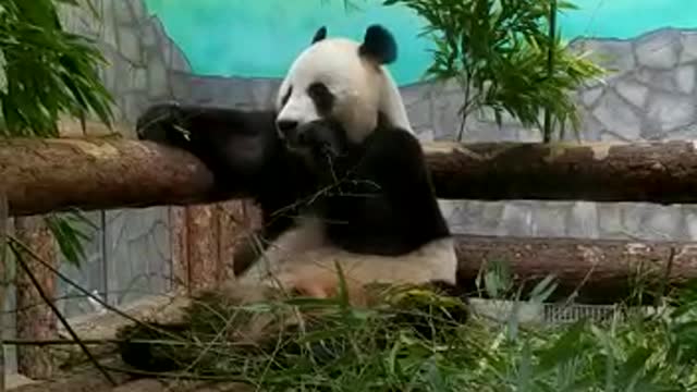 Very funny panda. It's so cute).