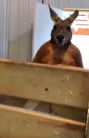 Kangaroo was not happy