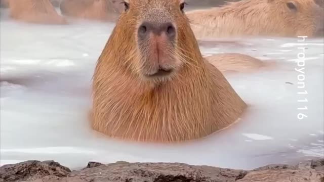 milk spring -- _hiropyon1116_-__capybara onsen _hotspring