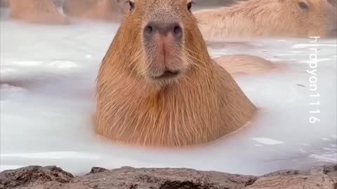 milk spring -- _hiropyon1116_-__capybara onsen _hotspring