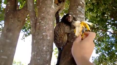 Contact with Nature - Soinho/Sagui/Mico (Callitrichidae family)