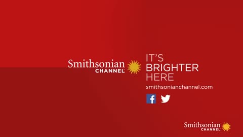 Snake fight with honey beager