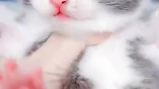 OMG so cute and funny cats