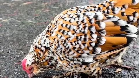 BELGIAN BEARDED BANTAM