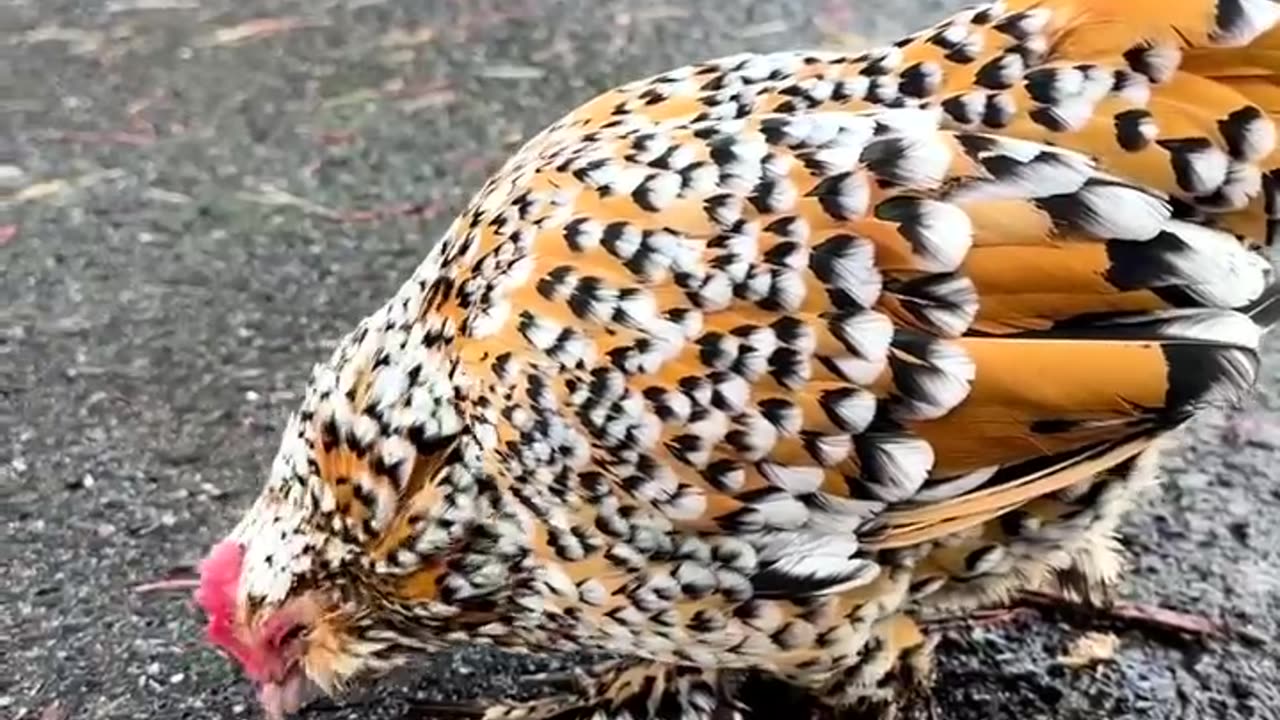 BELGIAN BEARDED BANTAM