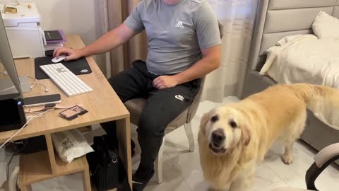 If you imagine that Golden Retriever is my Boss! [Try not to Laugh]