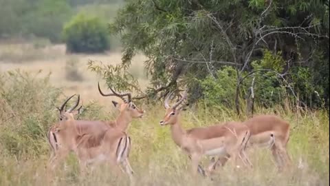 The magical power of nature and animals