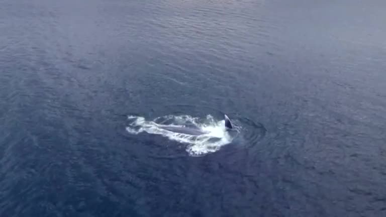 Blue whale spotted off Icelandic coast re