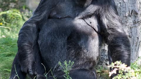 Gorilla Mind pre-workout supplement