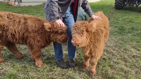 Highland Heifers