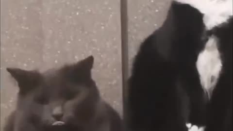 Cats funny shocking video 2023