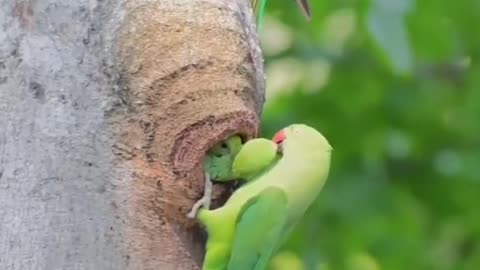 beautiful view of nature Parrots.