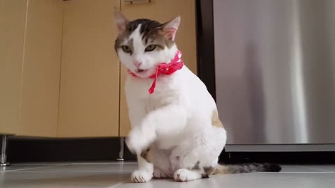 Video of funny cat