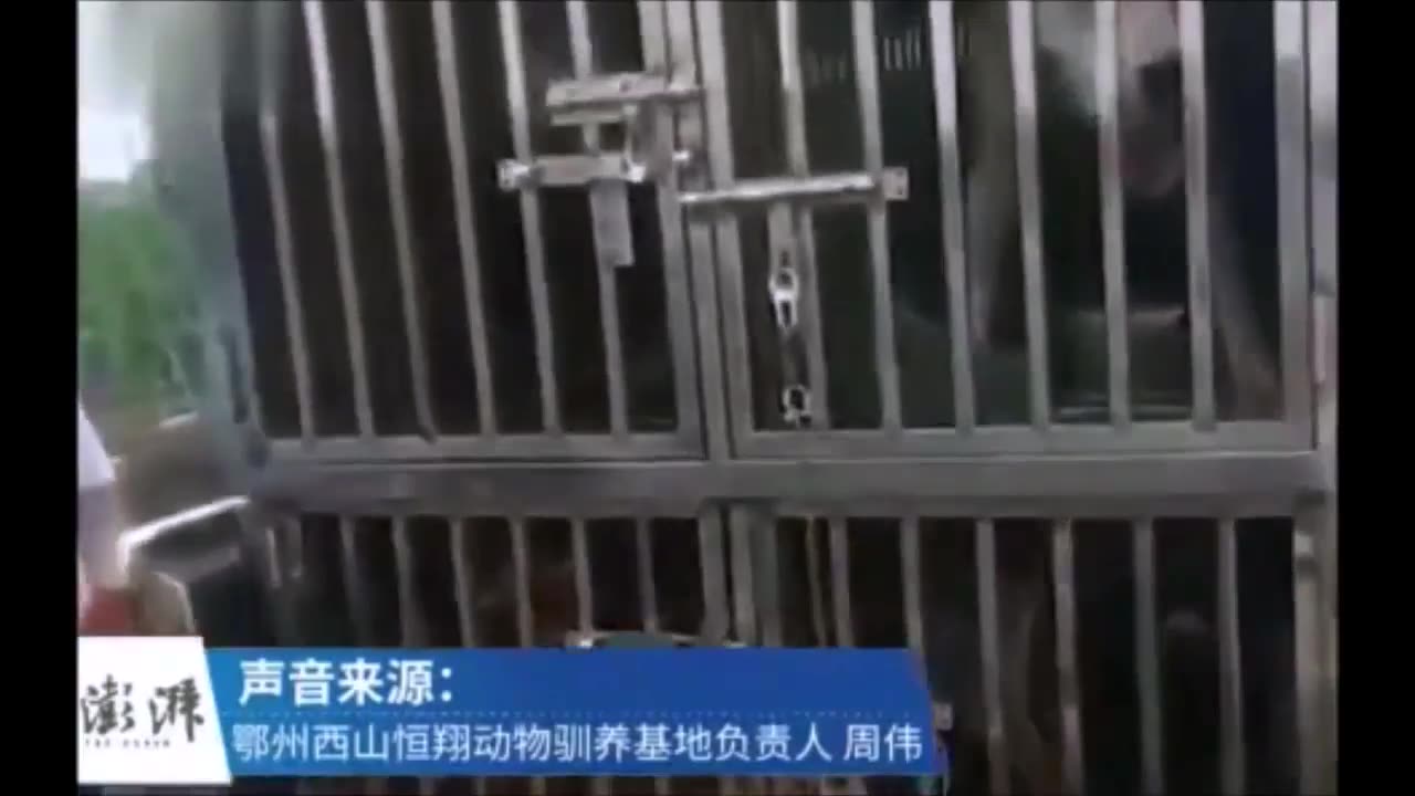 Dogos hunting wolves in China