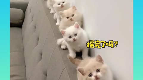 Cat funny song