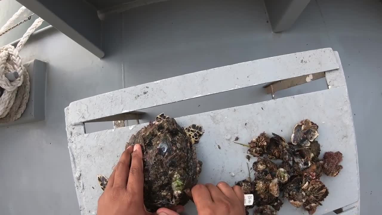 Rescue Sea Turtle Removing Barnacles From a Poor Sea Turtle | animals, Nature, turtles, ocean, ASMR