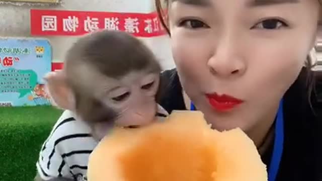 Cute baby monkey eating Cucumber with girl